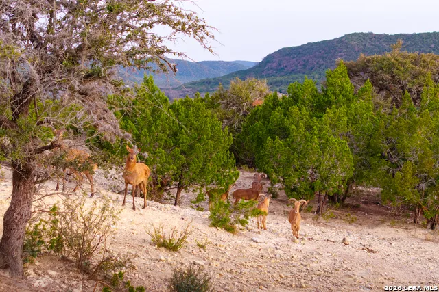 1030 Owl Hollow Leakey, TX 78873