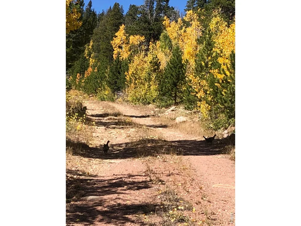 540 Elkridge Road Red Feather Lakes, CO 80545