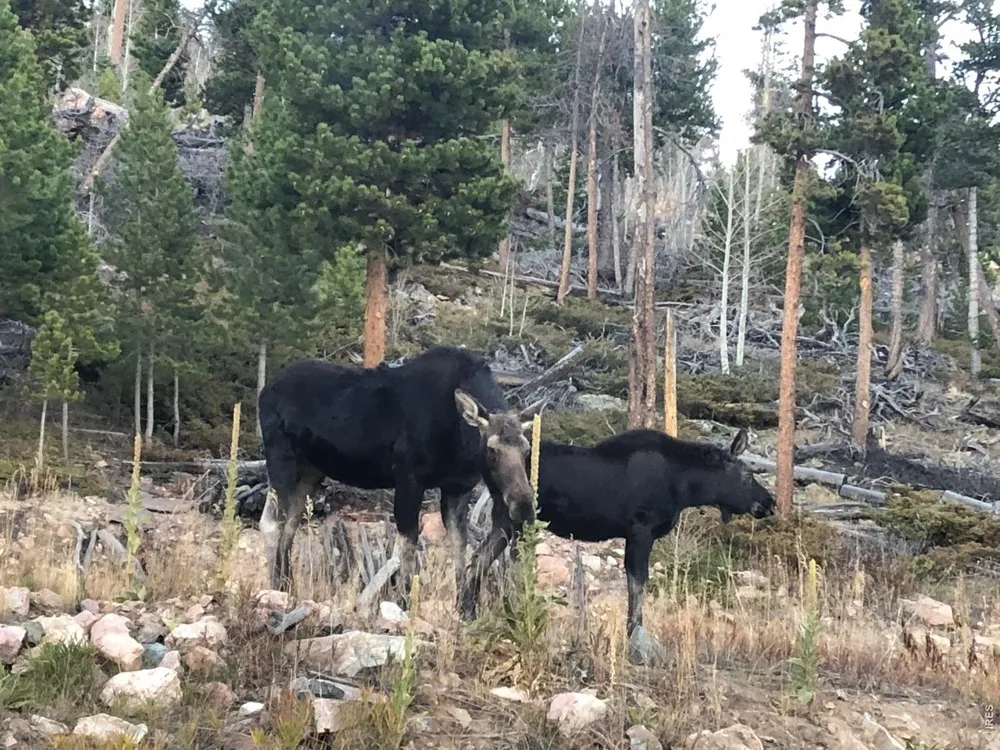 540 Elkridge Road Red Feather Lakes, CO 80545