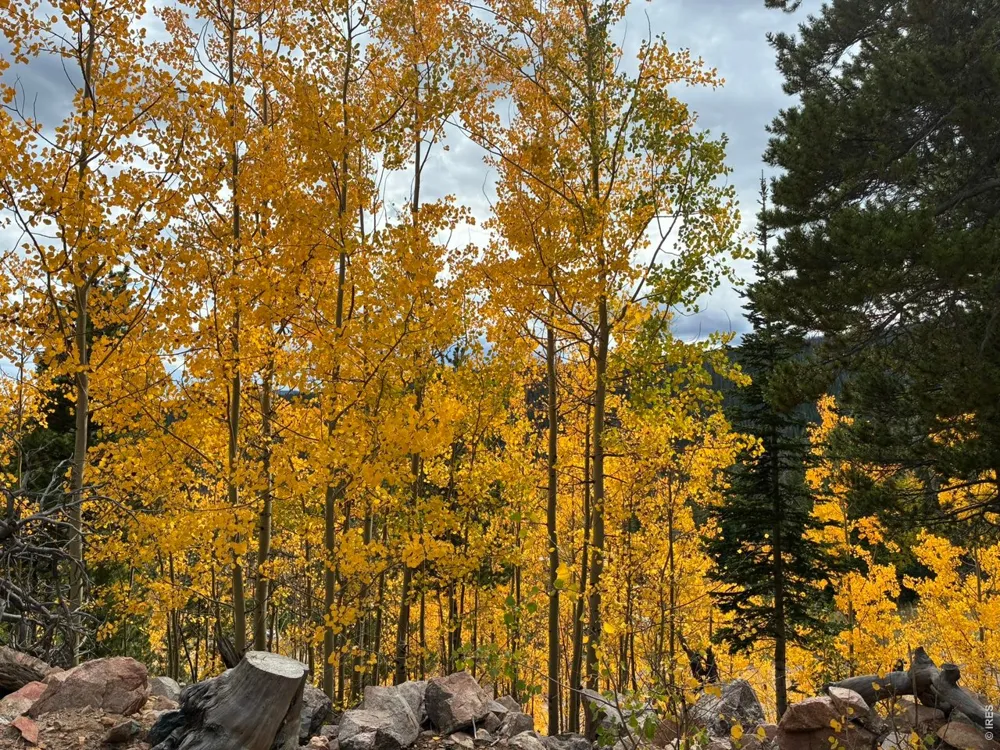 540 Elkridge Road Red Feather Lakes, CO 80545