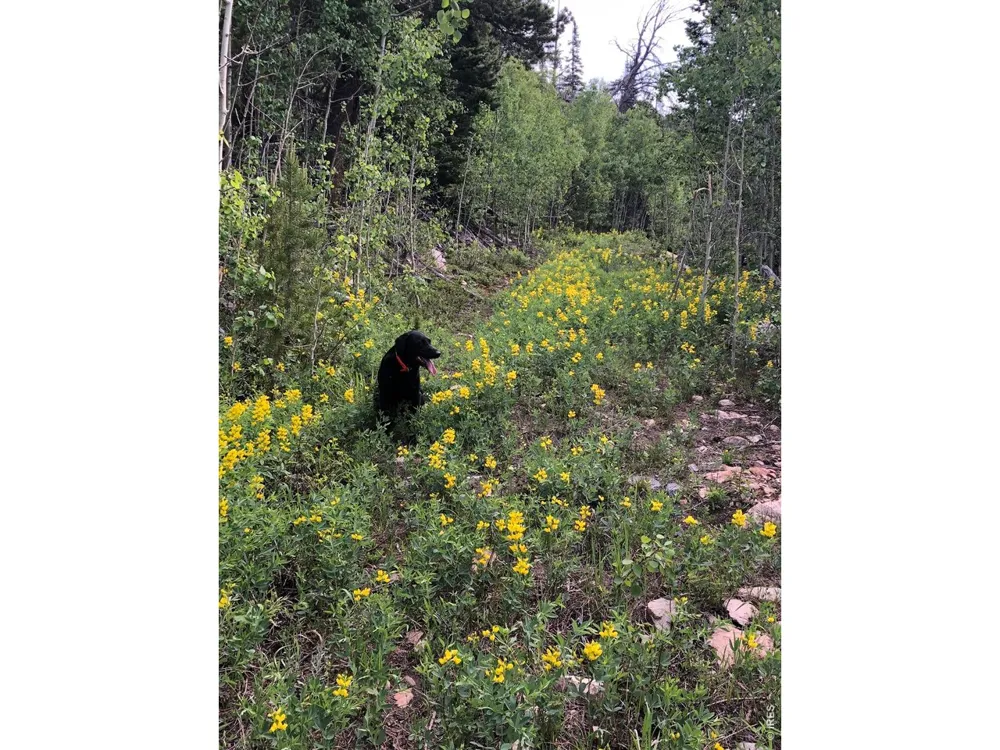 540 Elkridge Road Red Feather Lakes, CO 80545