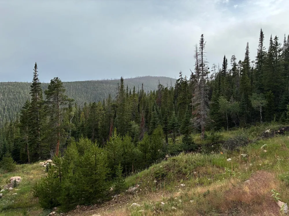 540 Elkridge Road Red Feather Lakes, CO 80545