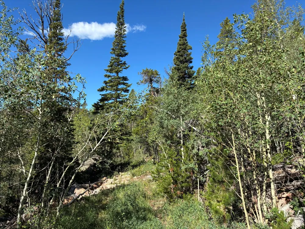540 Elkridge Road Red Feather Lakes, CO 80545