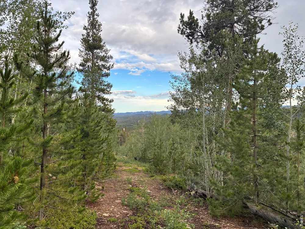 540 Elkridge Road Red Feather Lakes, CO 80545