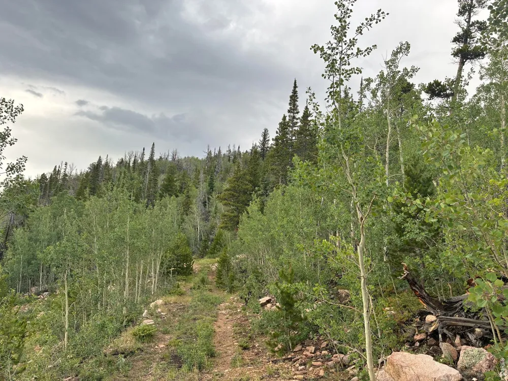 540 Elkridge Road Red Feather Lakes, CO 80545