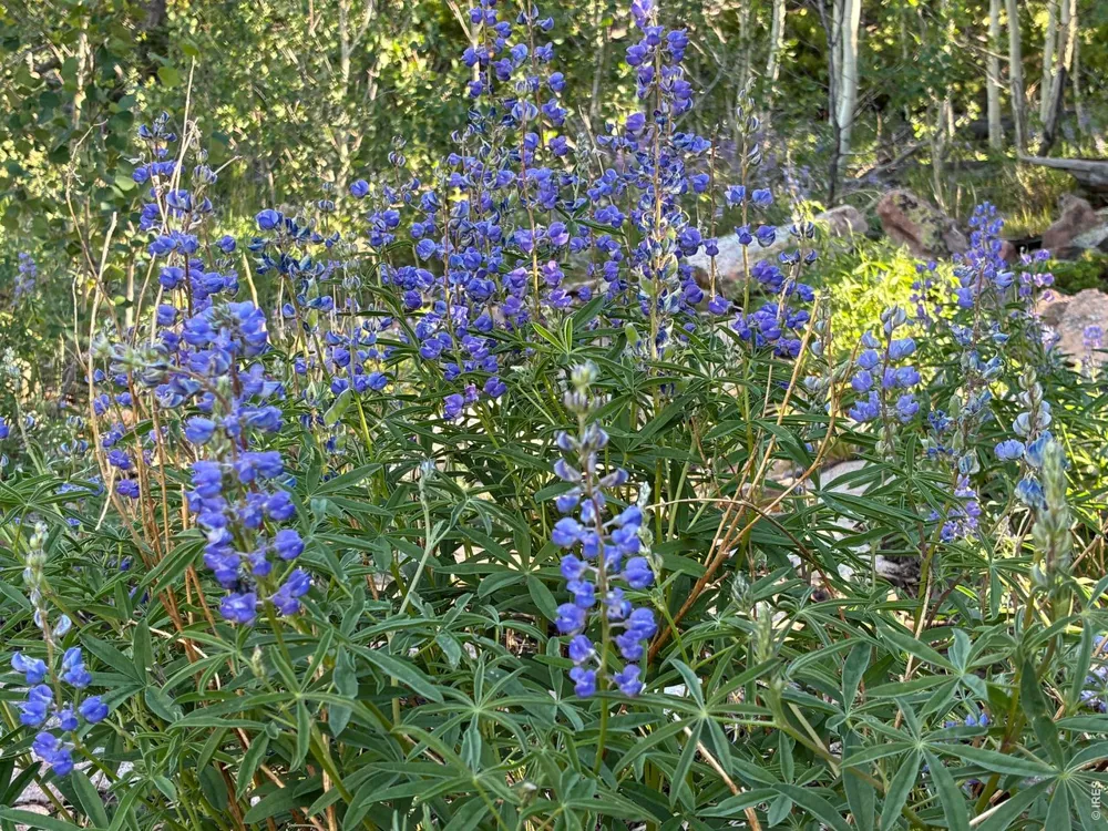540 Elkridge Road Red Feather Lakes, CO 80545