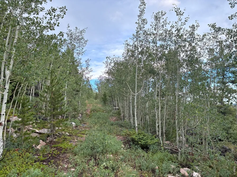 540 Elkridge Road Red Feather Lakes, CO 80545