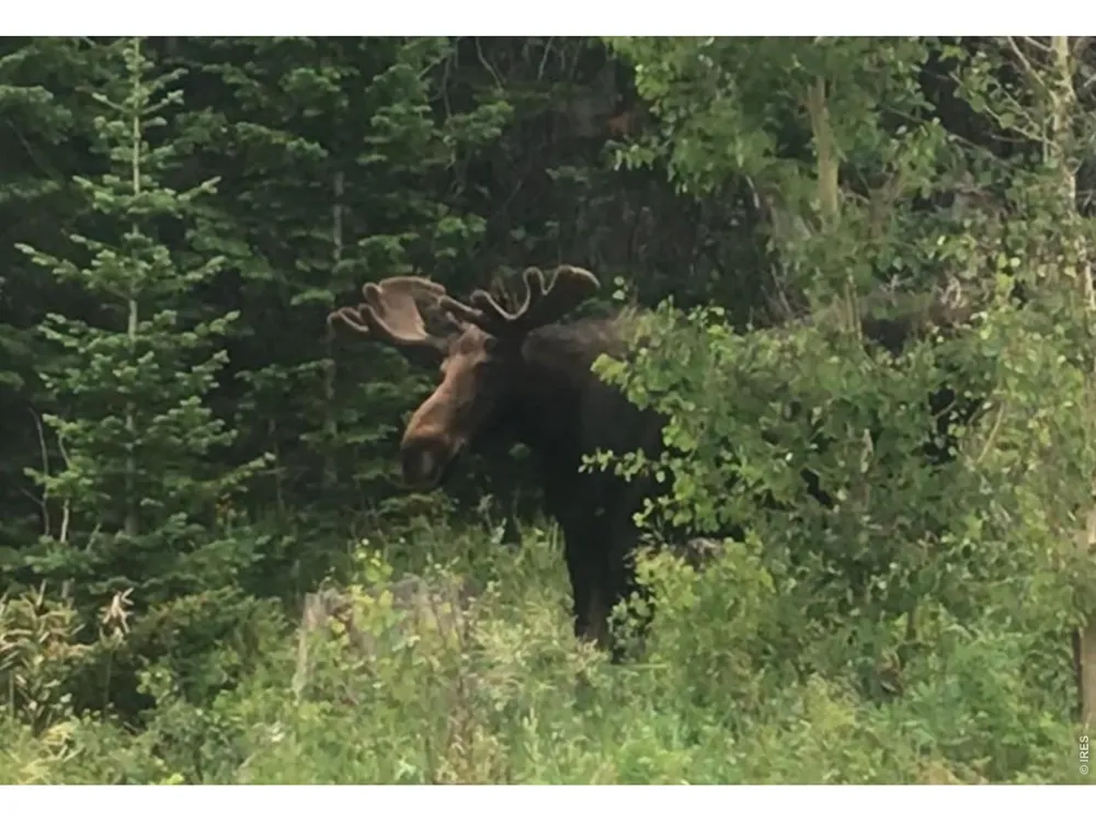 540 Elkridge Road Red Feather Lakes, CO 80545