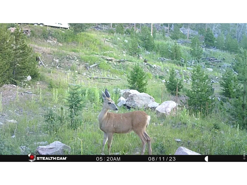 540 Elkridge Road Red Feather Lakes, CO 80545
