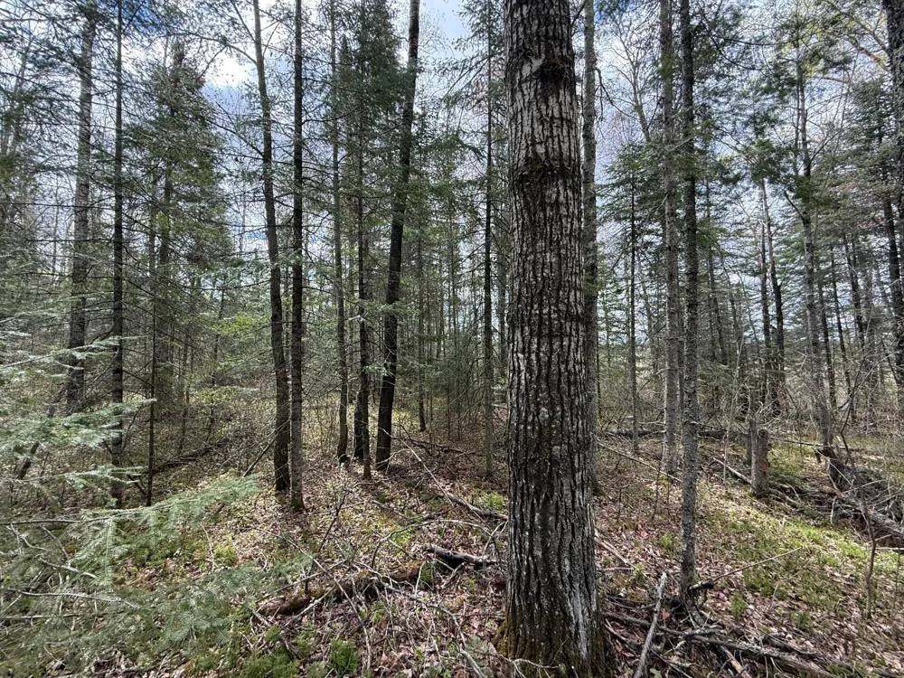 7355 Melrude Rd. W Cotton, MN 55724