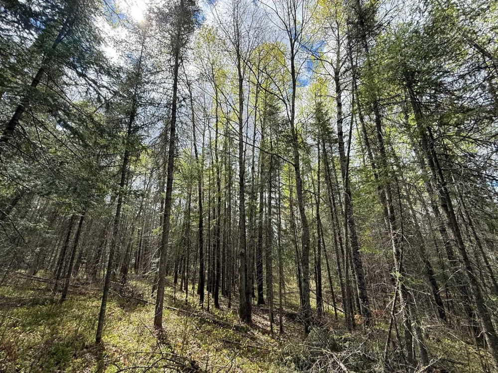 7355 Melrude Rd. W Cotton, MN 55724