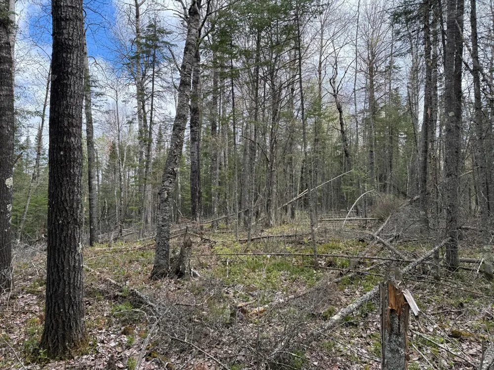 7355 Melrude Rd. W Cotton, MN 55724