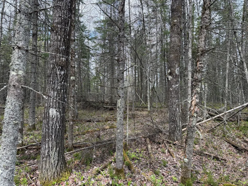 7355 Melrude Rd. W Cotton, MN 55724