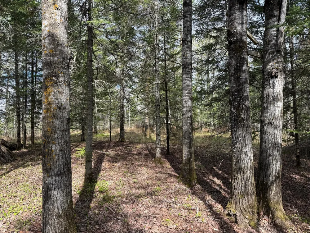7355 Melrude Rd. W Cotton, MN 55724