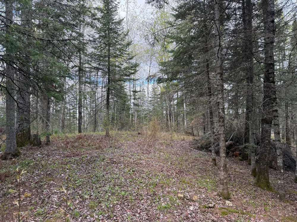 7355 Melrude Rd. W Cotton, MN 55724