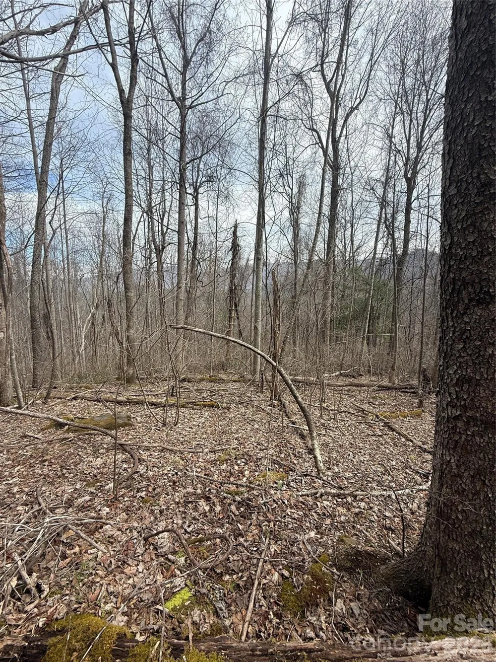 000 Caldwell Mountain Road Hot Springs, NC 28743