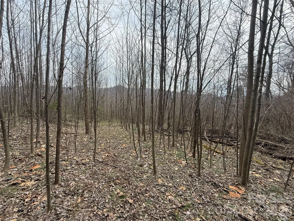 000 Caldwell Mountain Road Hot Springs, NC 28743