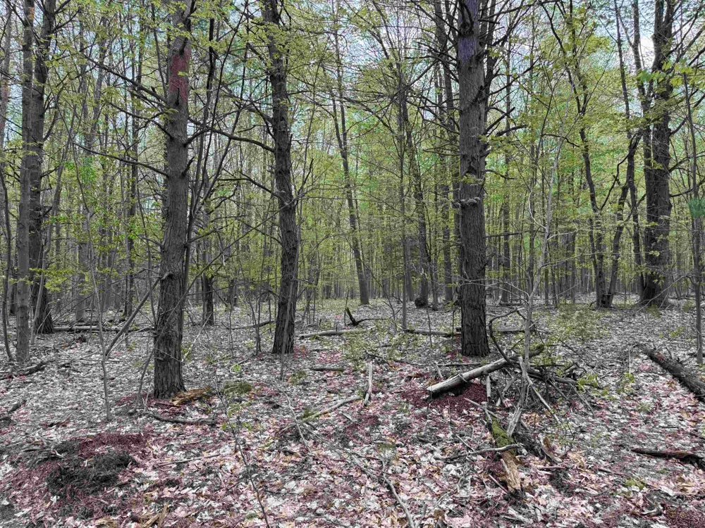 6473 Jeffrey Place Green Lake Township, MI 49637