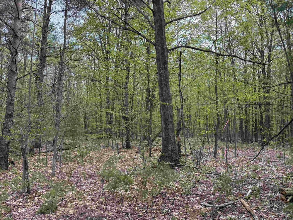 6473 Jeffrey Place Green Lake Township, MI 49637