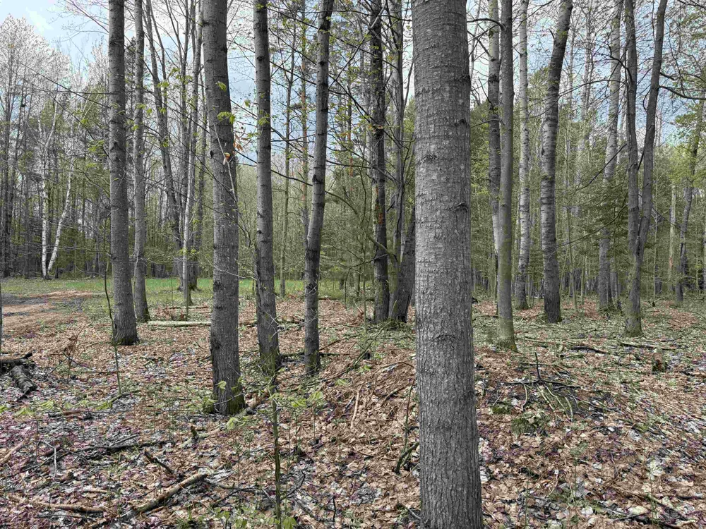 6473 Jeffrey Place Green Lake Township, MI 49637