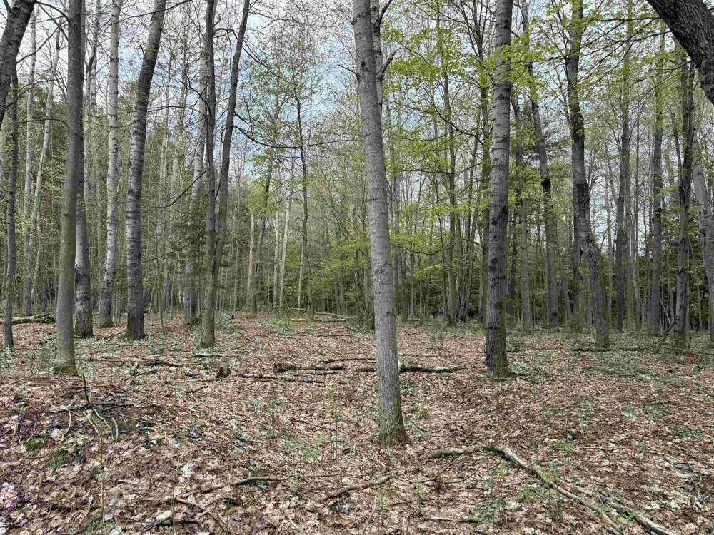 6473 Jeffrey Place Green Lake Township, MI 49637