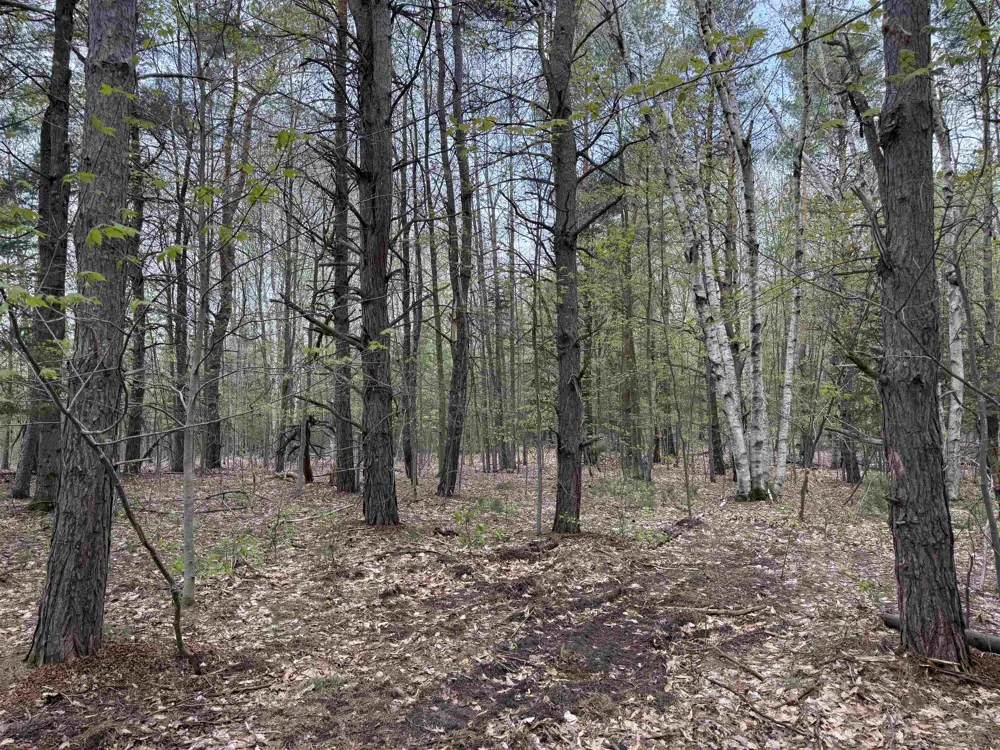 6473 Jeffrey Place Green Lake Township, MI 49637