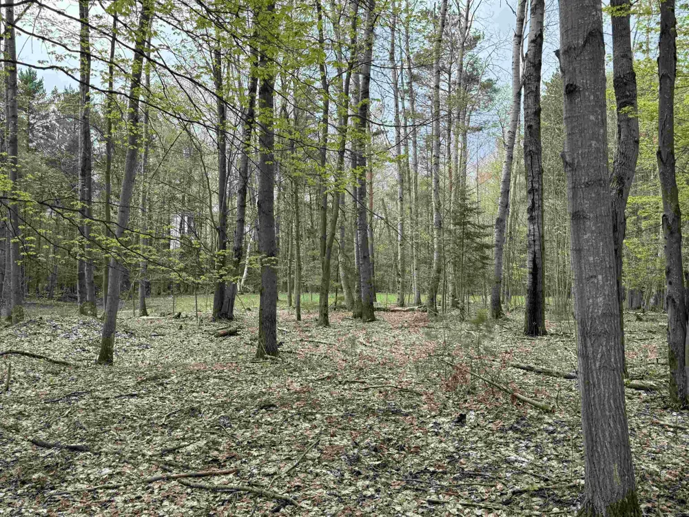 6473 Jeffrey Place Green Lake Township, MI 49637