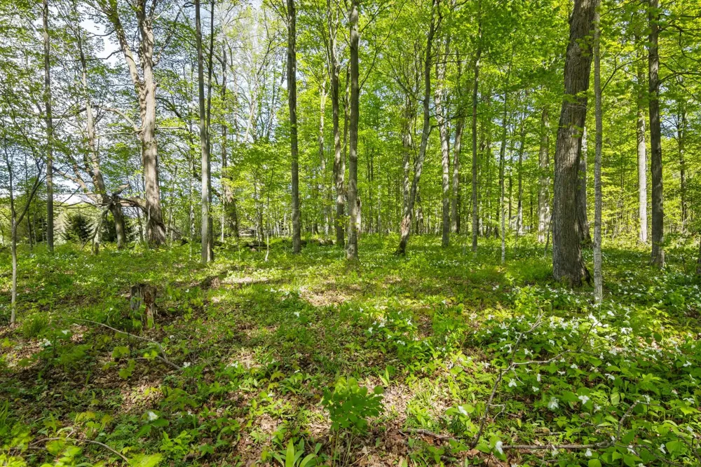 2799 Lake Ann Road Inland Township, MI 49643