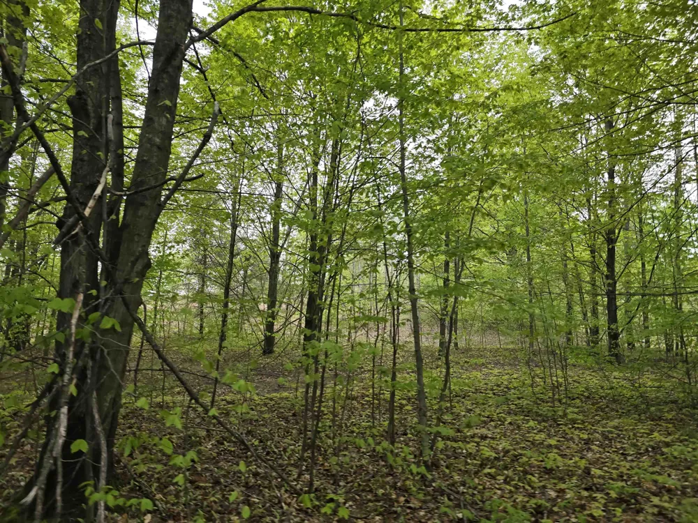 3300 Old M-37 Springville Township, MI 49668