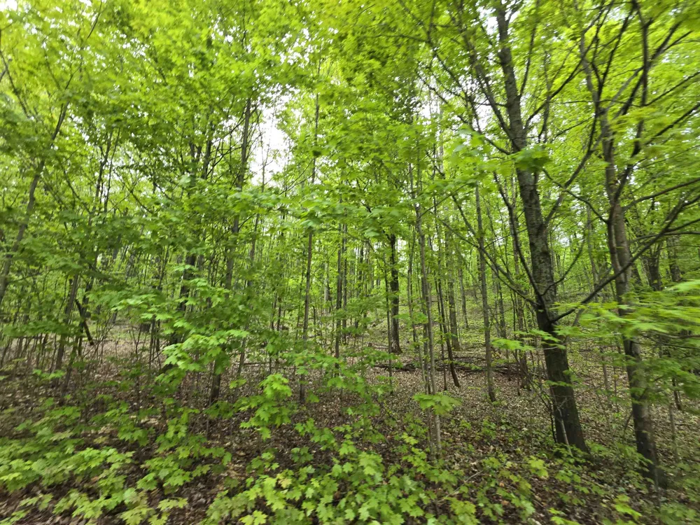 3300 Old M-37 Springville Township, MI 49668