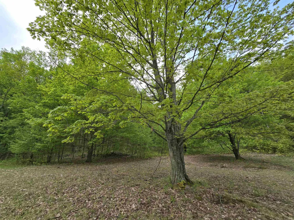 3300 Old M-37 Springville Township, MI 49668