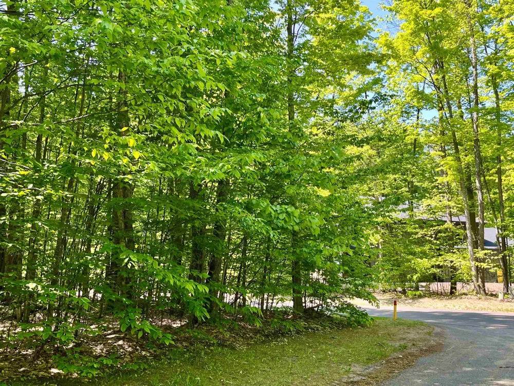Troon South Custer Township, MI 49615