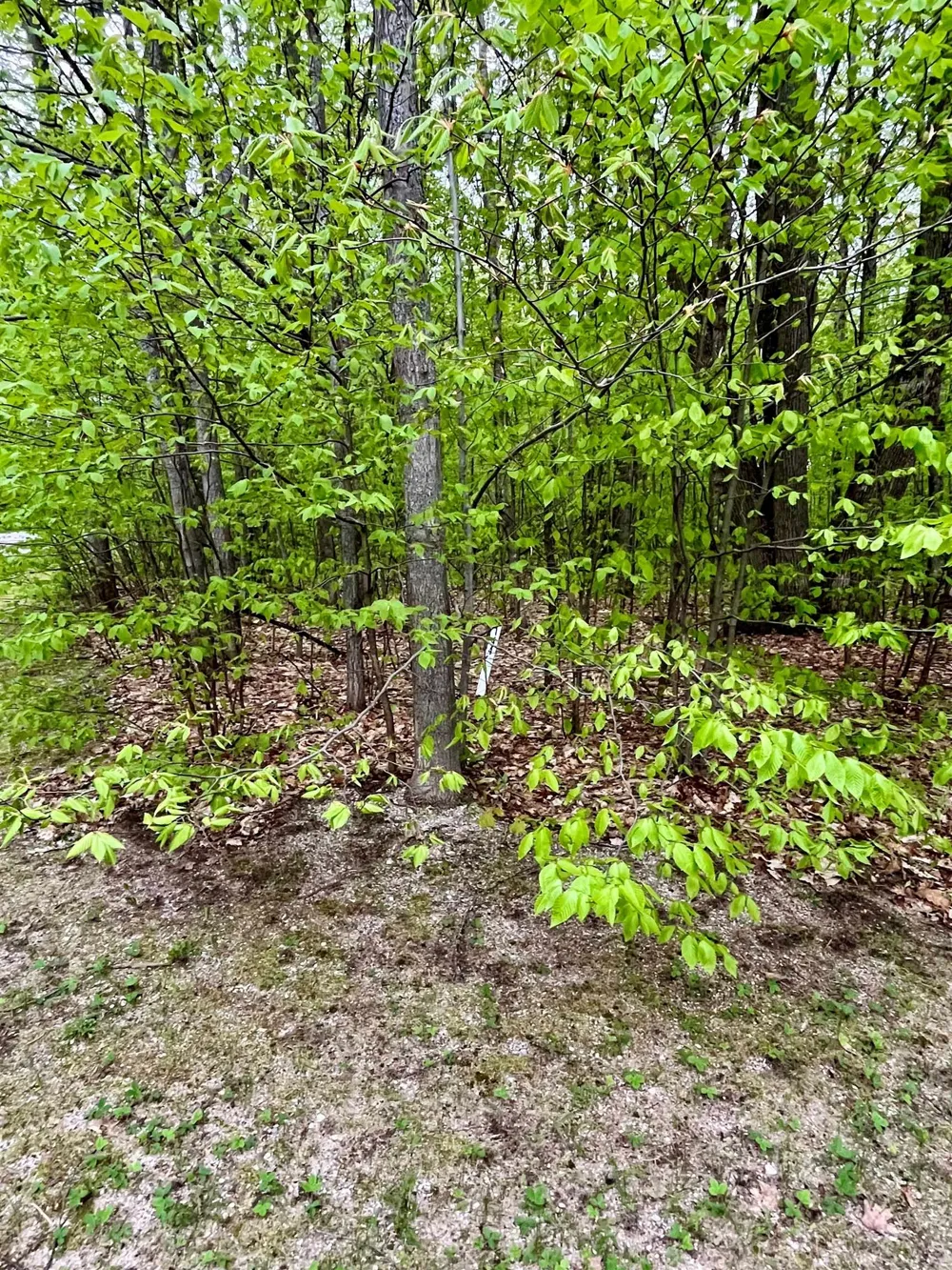Troon South Custer Township, MI 49615