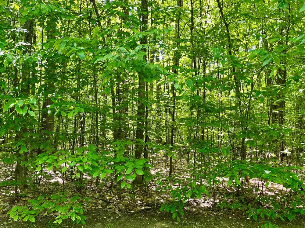 Troon South Custer Township, MI 49615