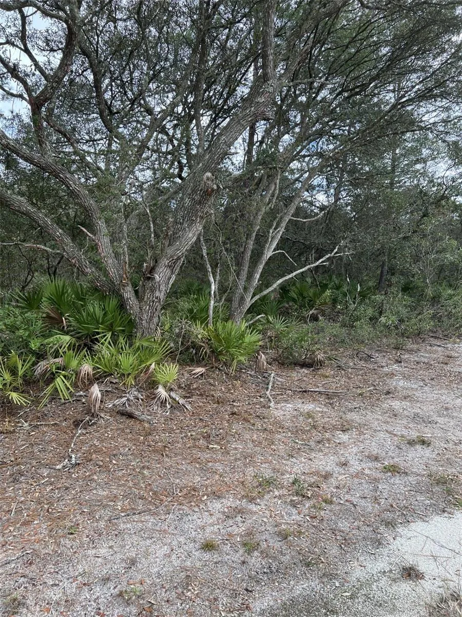 0 NE 144 COURT Fort Mc Coy, FL 32134
