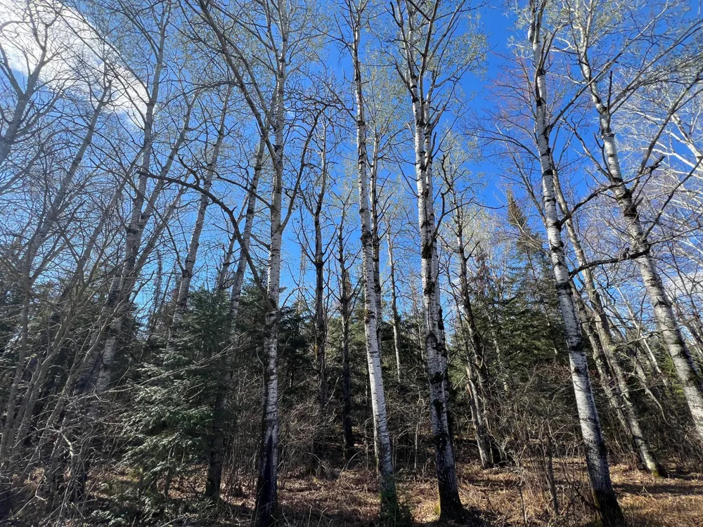 Parcel B Township Road D Wawina, MN 55736