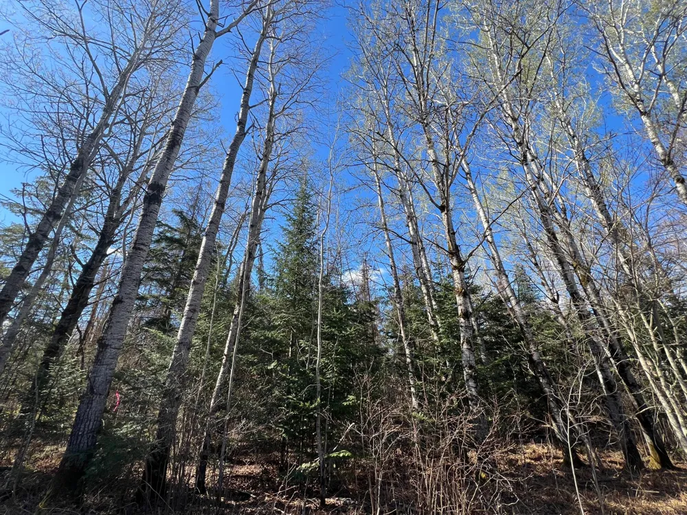 Parcel B Township Road D Wawina, MN 55736