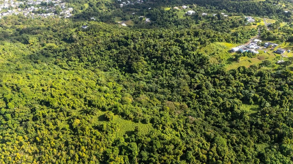 966 ZARZAL ROAD Rio Grande, PR 00745