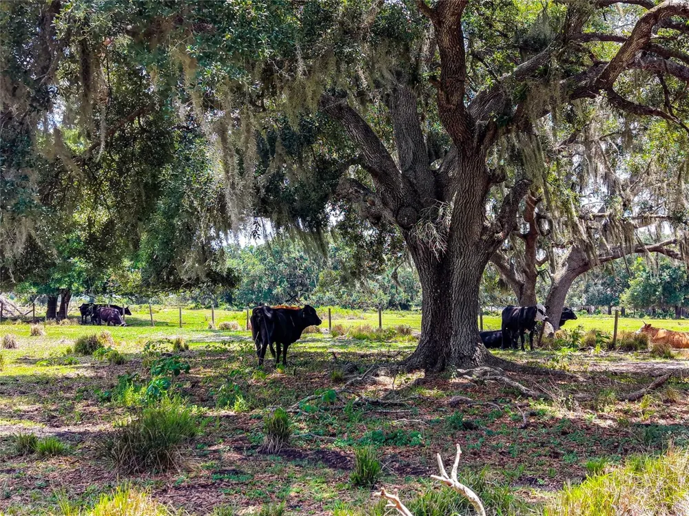 3030 NURSERY ROAD Zolfo Springs, FL 33890