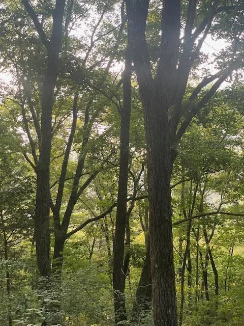 71 Long Mountain Road