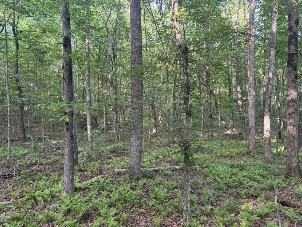 1672 Besstown Road Beersheba Springs, TN 37305