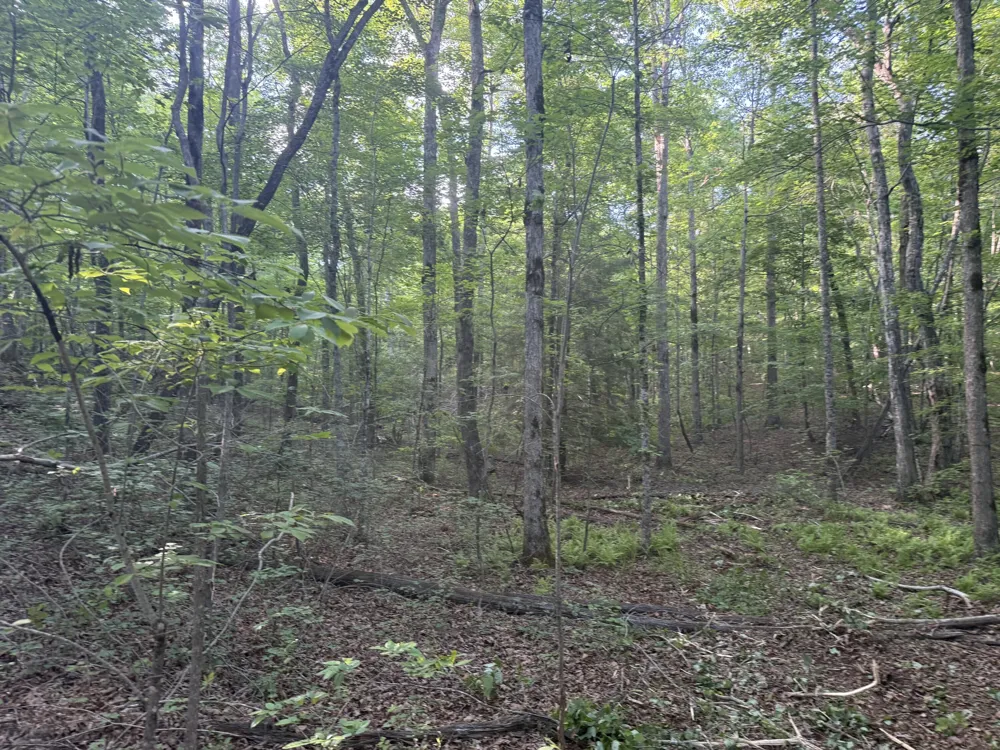 1672 Besstown Road Beersheba Springs, TN 37305