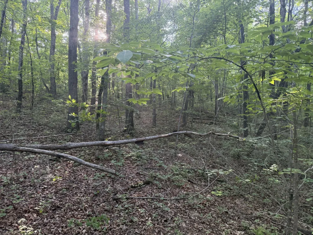 1672 Besstown Road Beersheba Springs, TN 37305