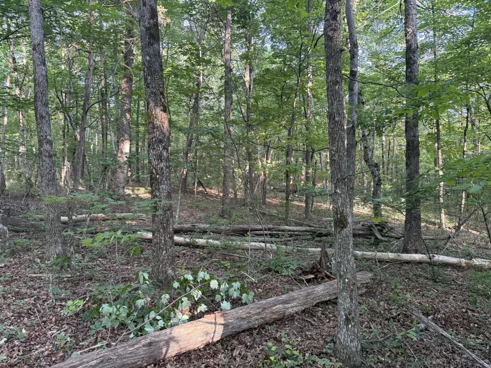 1672 Besstown Road Beersheba Springs, TN 37305