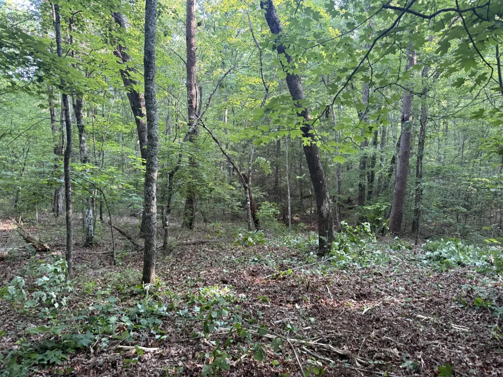 1672 Besstown Road Beersheba Springs, TN 37305