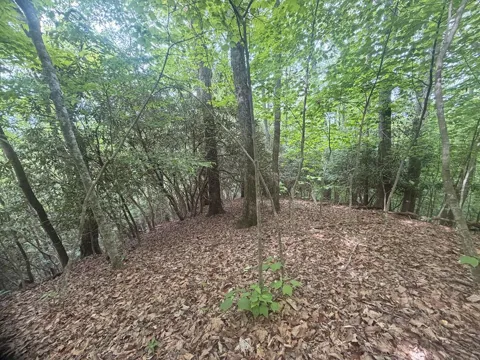 Tellico Road