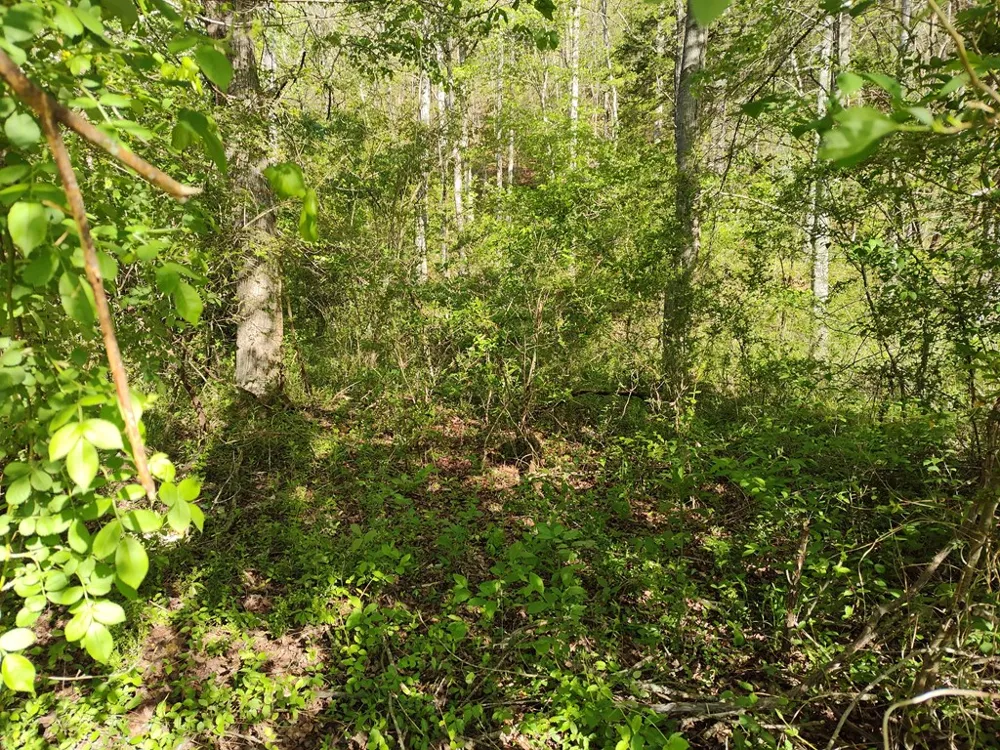 Smith Hill Rd Franklin, NC 28734