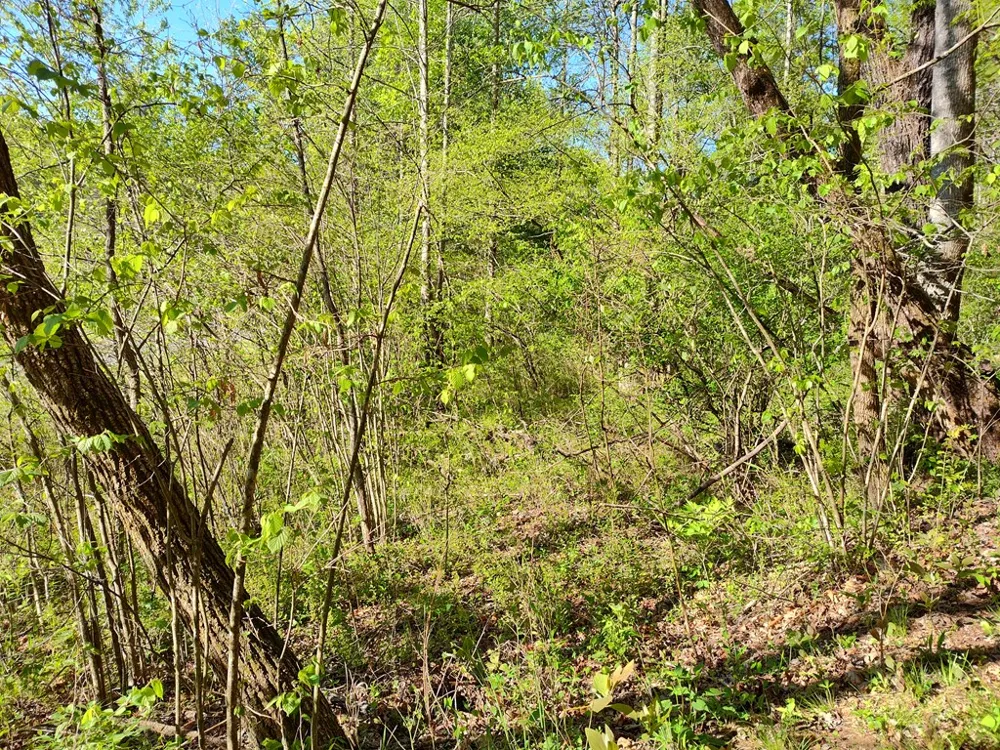 Smith Hill Rd Franklin, NC 28734