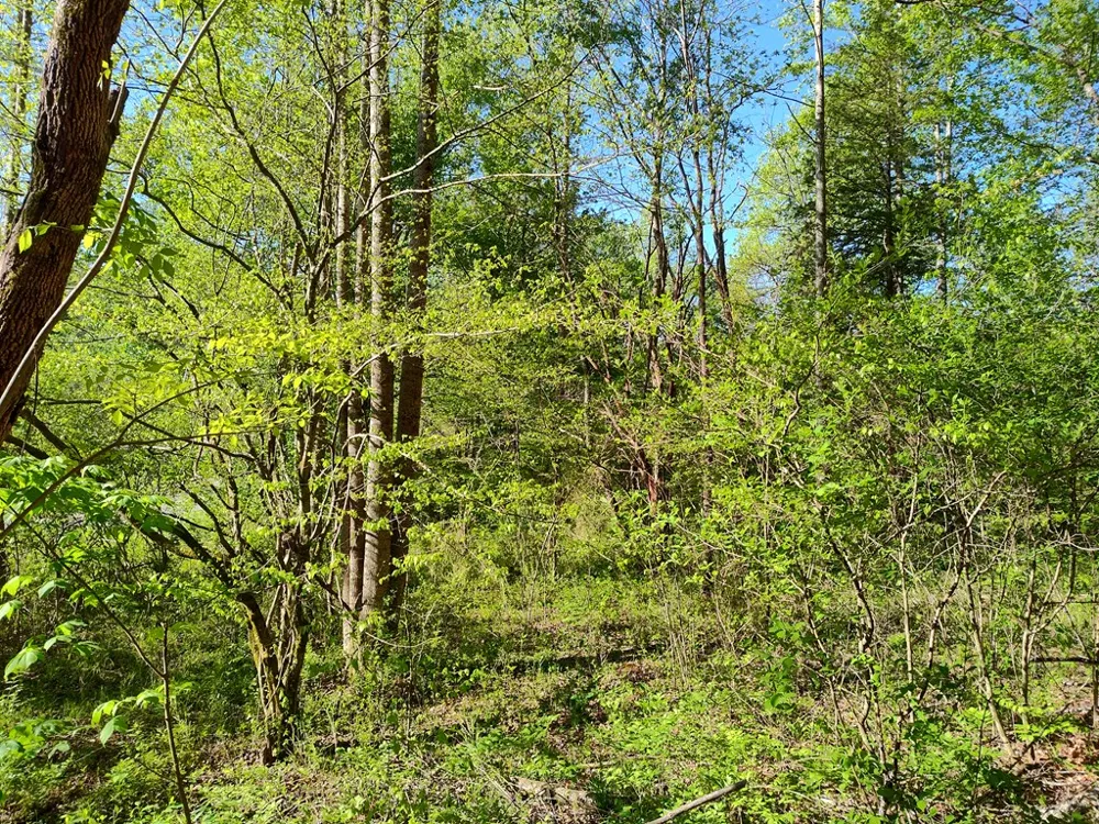 Smith Hill Rd Franklin, NC 28734