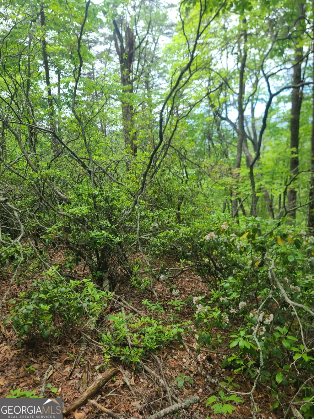 B Shake Hollow Rabun Gap, GA 30568